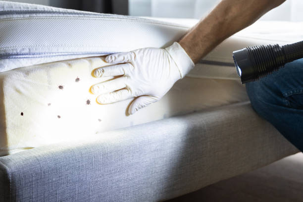 Professional Pest Control in Bull Mountain, OR